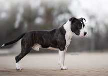 Amstaff adopcja AST 2 lata