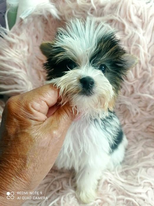 Biewer Terrier TOP, menina