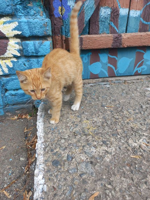 Рижулька  в найкращу сім'ю