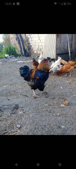 Jaja lęgowe mix ras