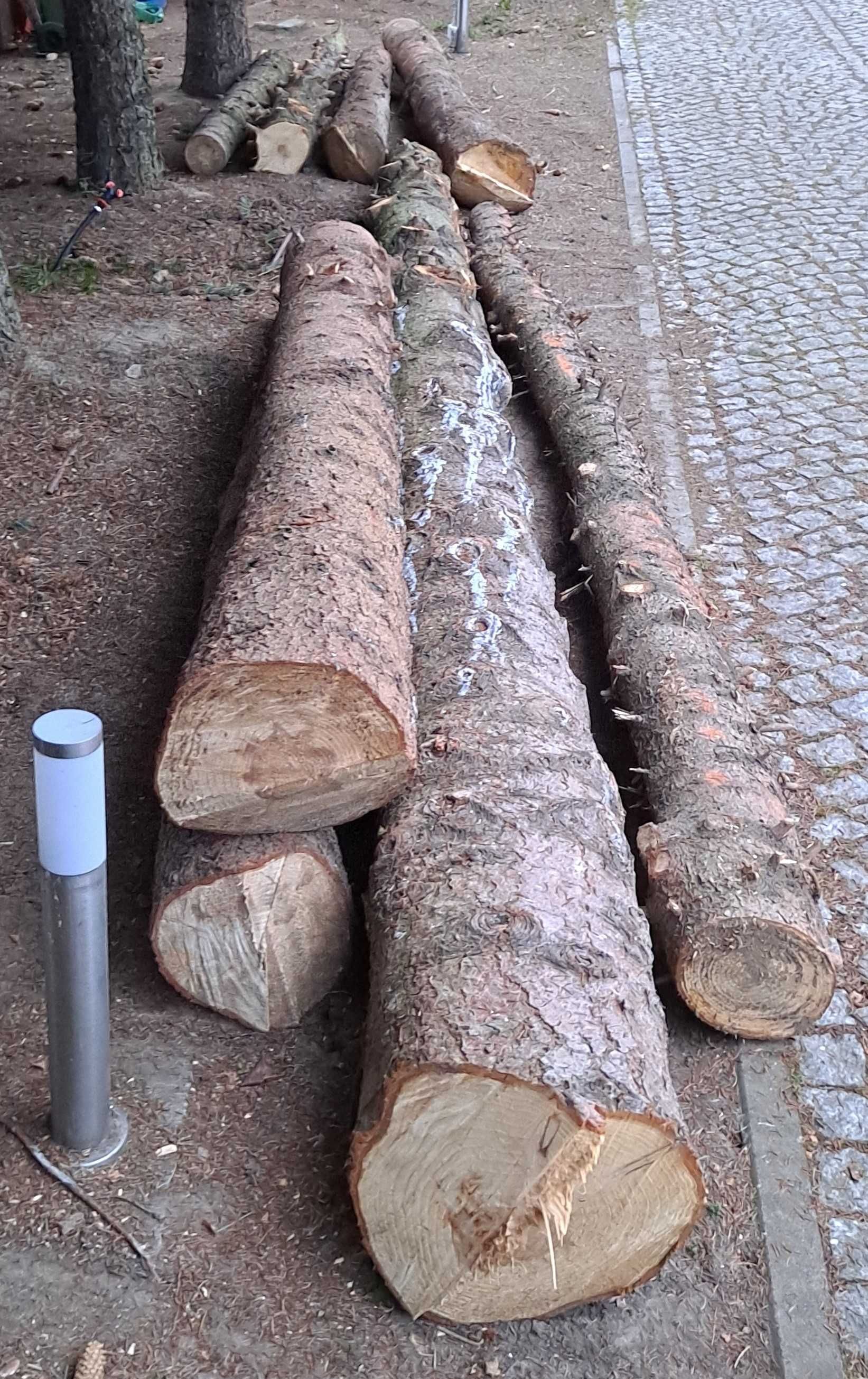 Drzewo na drewno konstrukcyjne lub opałowe
