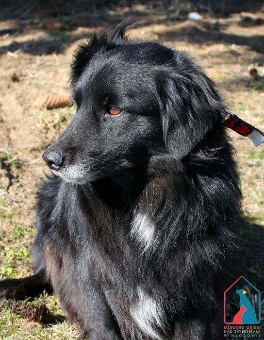 Levis 207/24 - SZUKA DOMU!