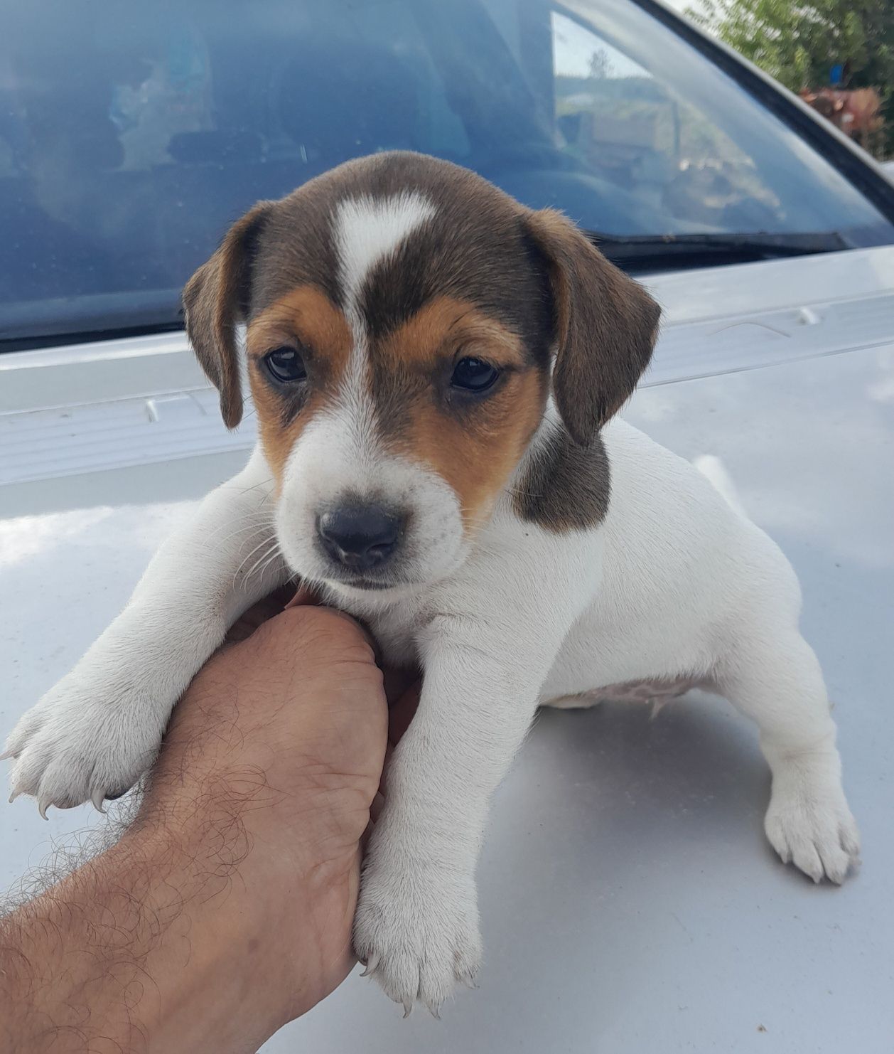 Jack Russell Terrier