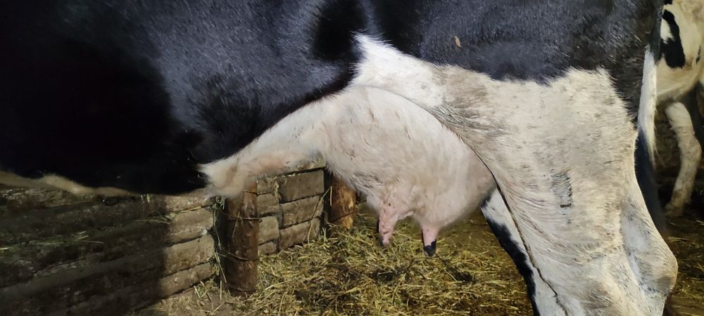 Продам тёлочку и корову на хозяйство