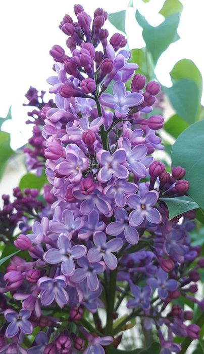 Сирень бузок саженцы сирени