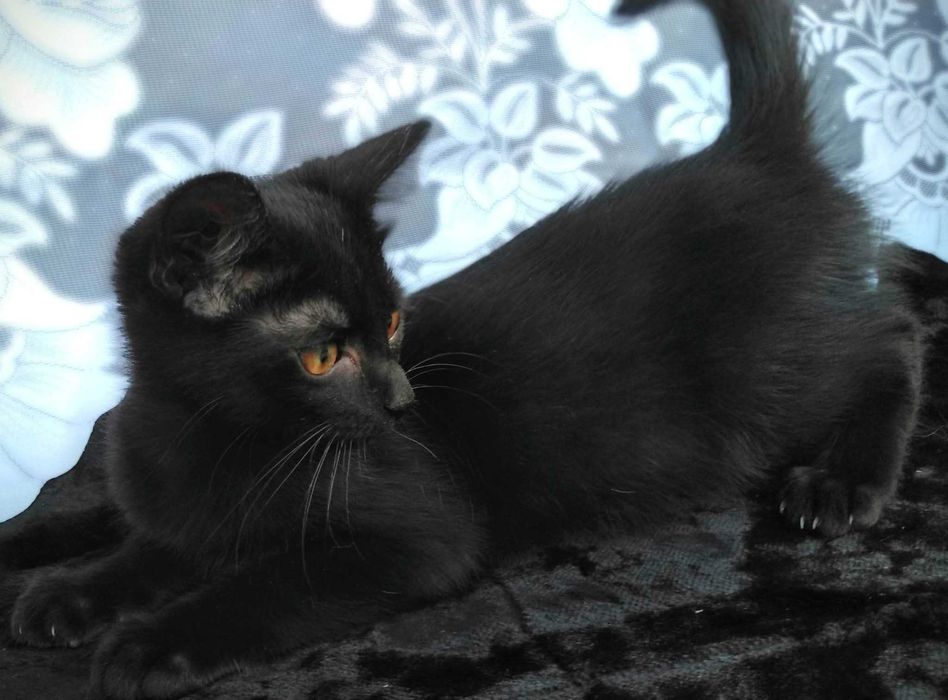 Кошенята шукають маму і тата :)