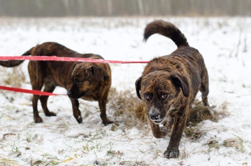 Hugo i Fado szukają rodziny