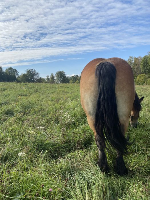 Sprzedam źrebną klacz zimnokrwistą