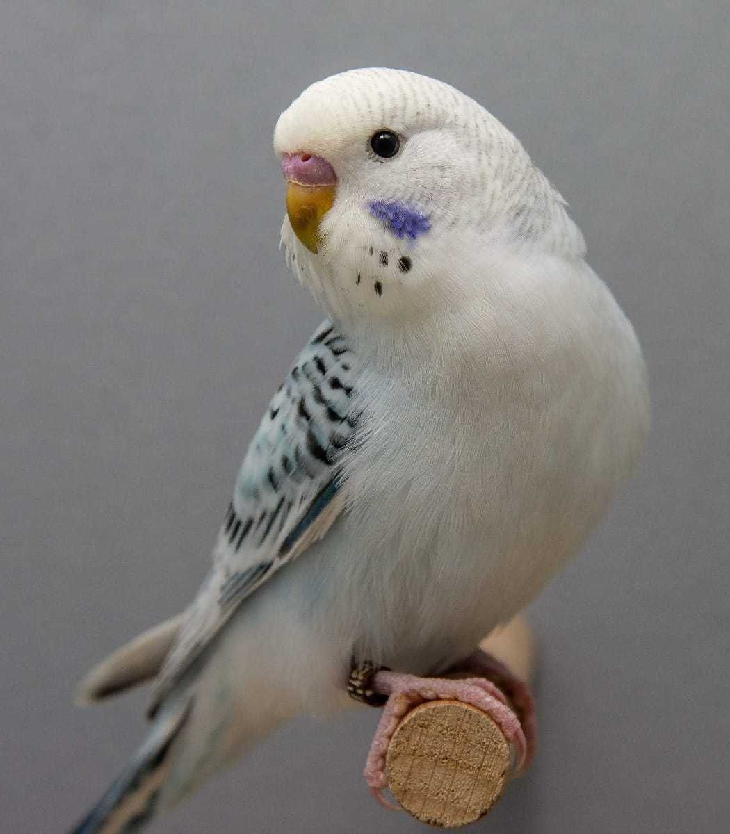 Завоюйте сердце птиц - Волнистые попугаи великолепных окрасов