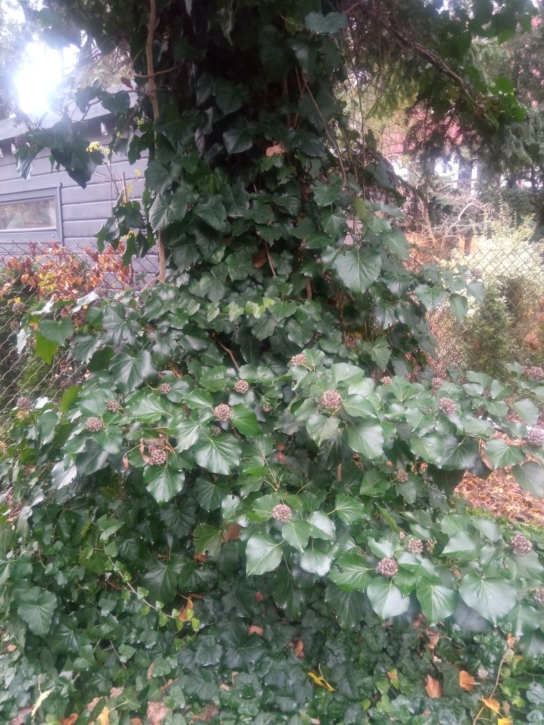 Pędy bluszczu do ukorzenienia