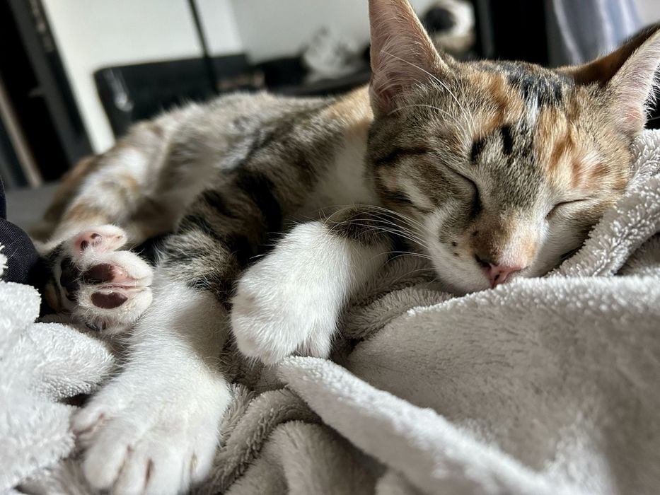 2 Bebés fêmeas para adoção responsável