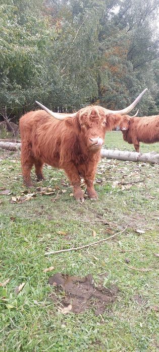 Bydło szkockie 2 krowy i byczek