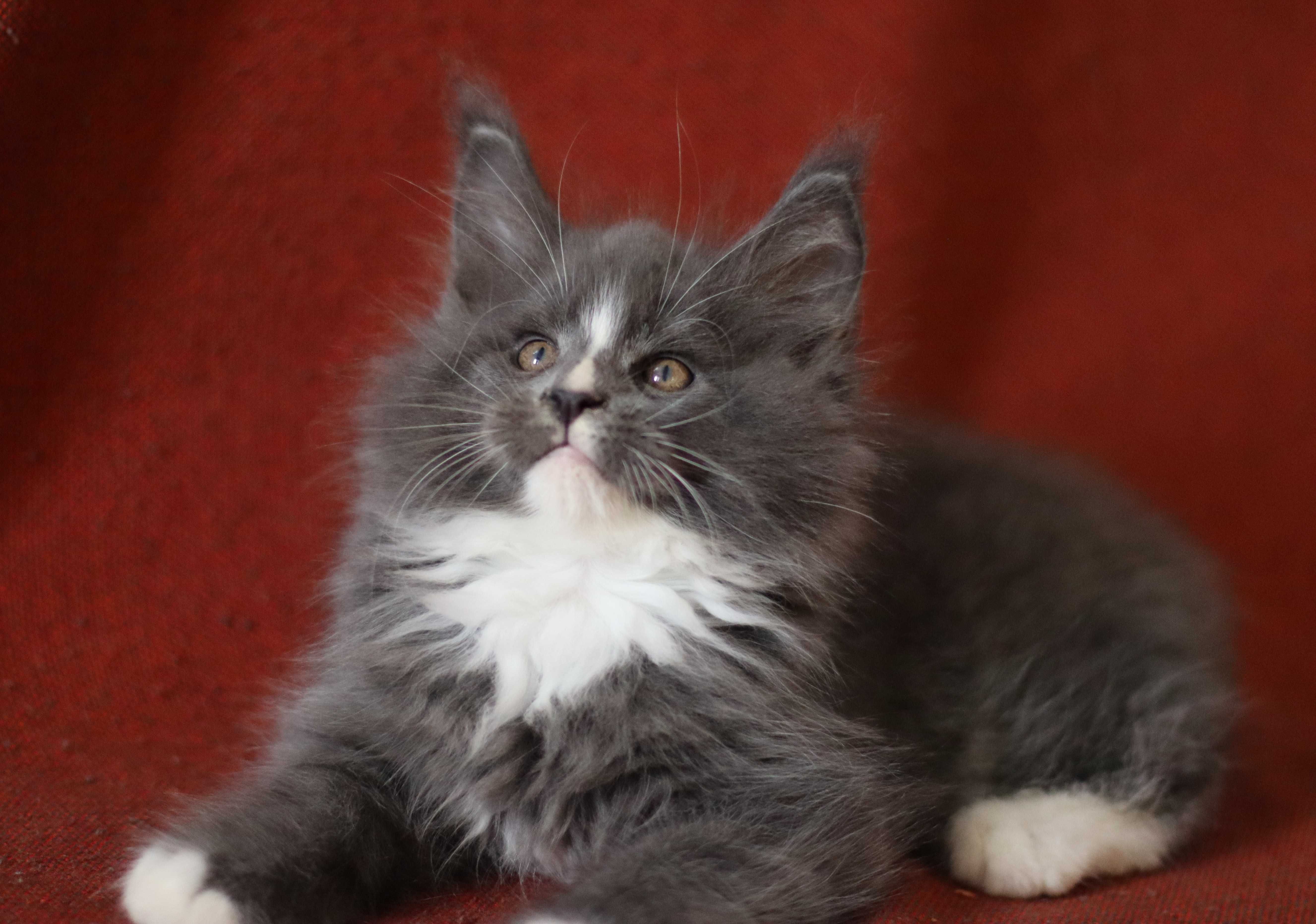 Maine coon macho azul e branco para criação ou companhia - LOP
