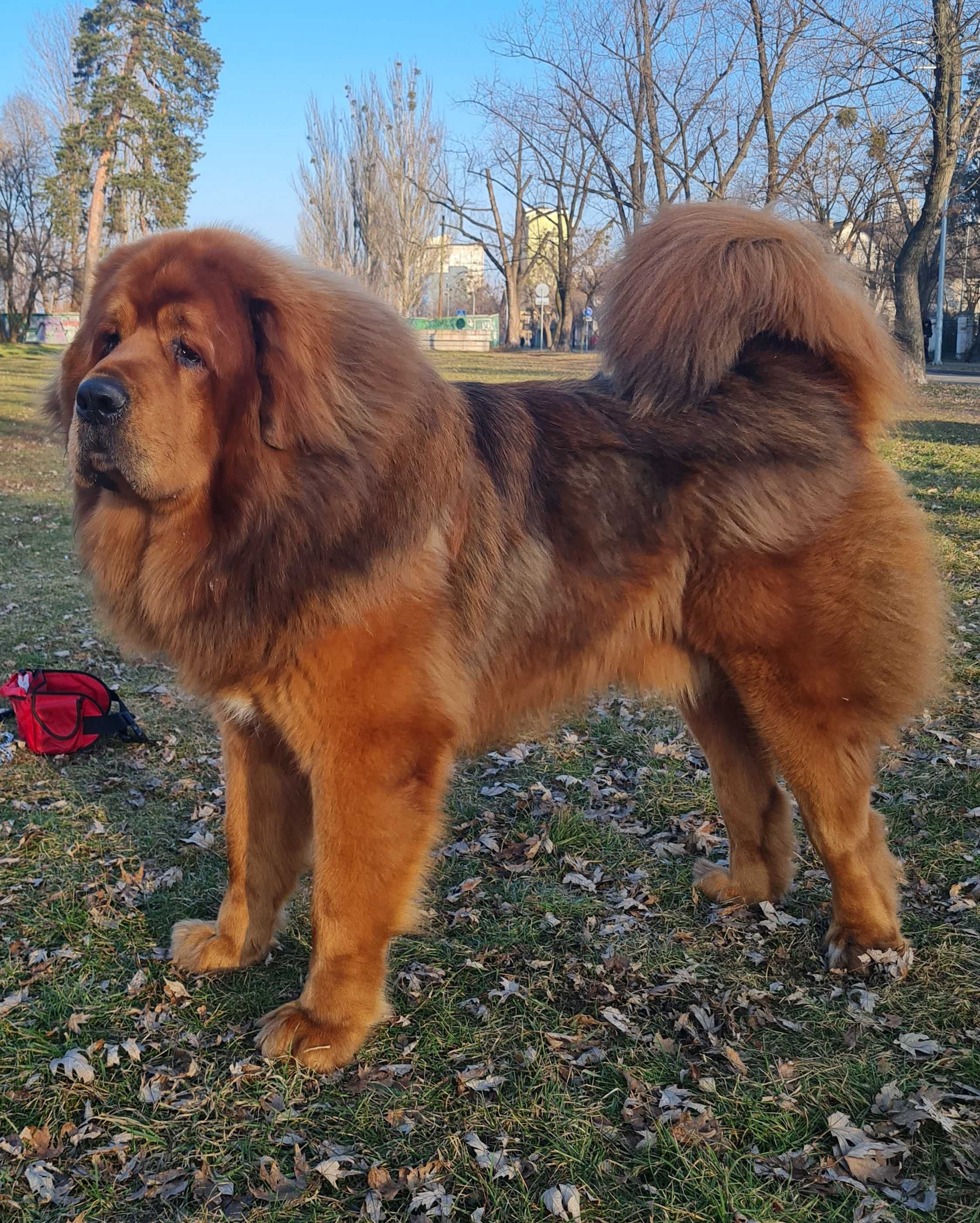 Тибетский мастиф, Вязка