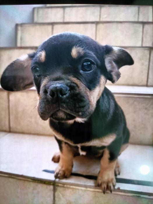 Bulldog francês fêmea