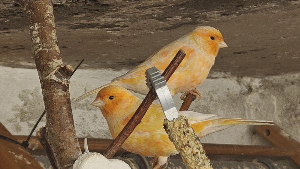 samiczki kanarka 2024/ 2025 na obrączkach stałych