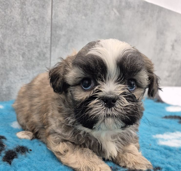 SHIH TZU śliczny piesek do rezerwacji