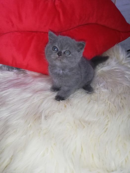 Kot kocięta koty kotki brytyjski