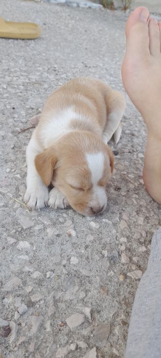 Cachorrinhas 2 meses