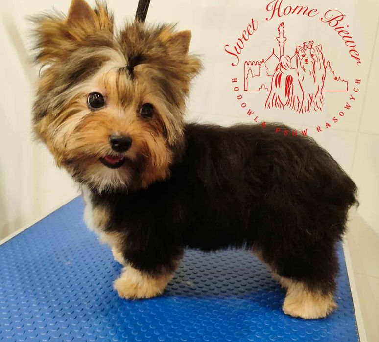 Yorkshire terrier Byron, york
