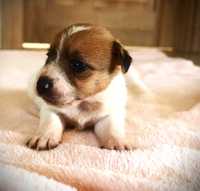 Jack Russell Terrier piesek biało- brązowy sierść złamana DANTE