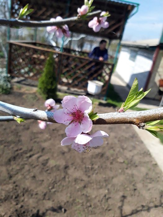 Продаю дачу в 30 км от Кривого Рога