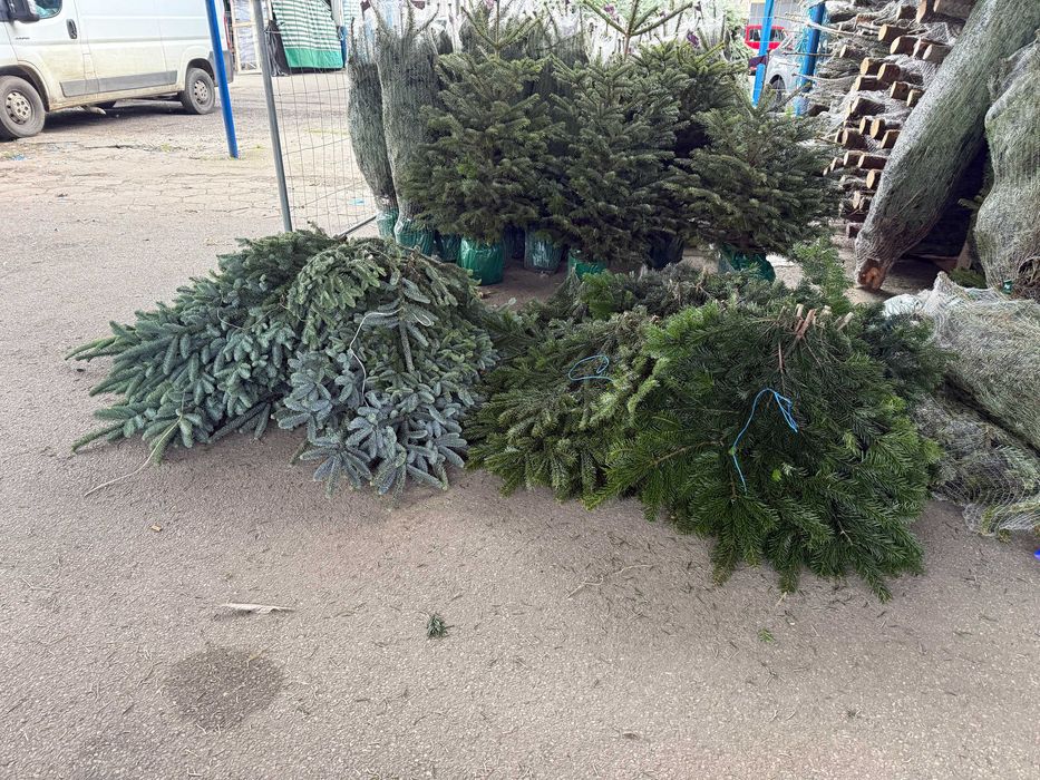 Jodła Kaukaska Nordman Gałęzie Gałązki Stroisz Dostawa Gratis