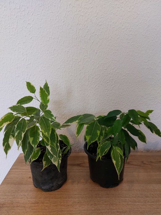 Фикус Бенджамина Старлайт.