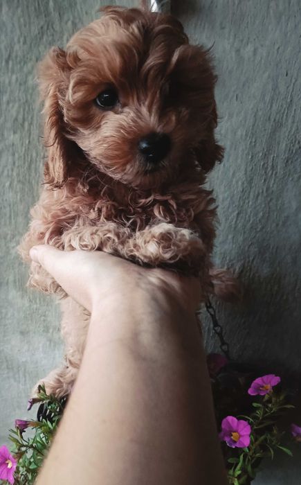 Maltipoo F1 samczyk z Dokumentami/Filmik