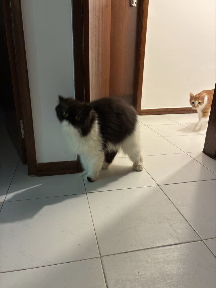 Petsitting na sua casa! E banhos