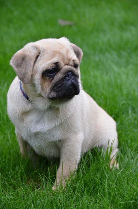 Цуцик 4.5 міс неймовірного коліру