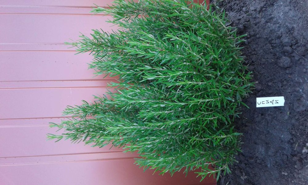 розмарин лікарський двох сортів