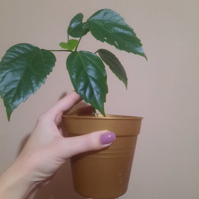 Роза комнатная красная