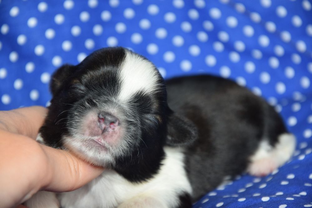 Ginger pies Shih Tzu wyjątkowy cudowny odbiór grudzień