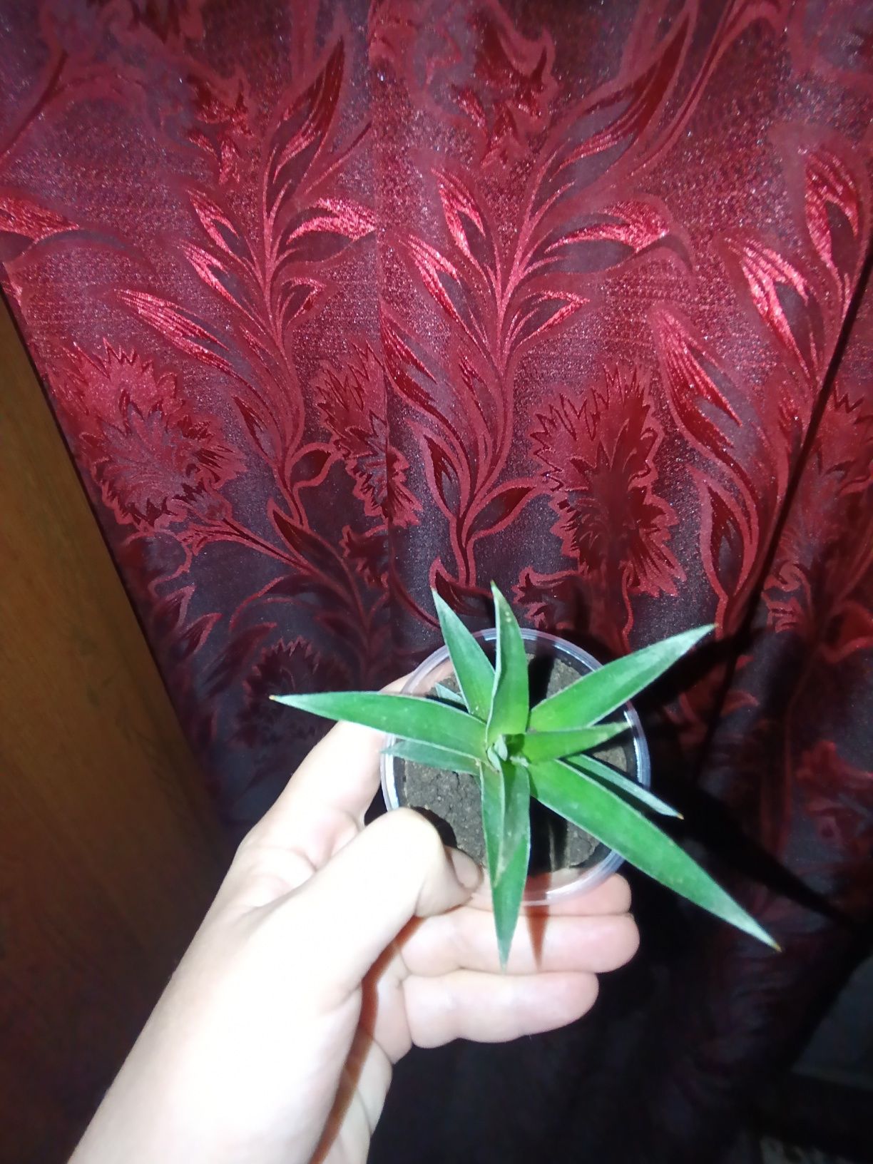 Ананас  детки  укоренённые