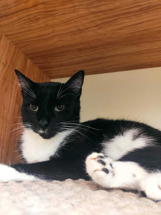 kotka MILKA szuka swojej przystani na zawsze