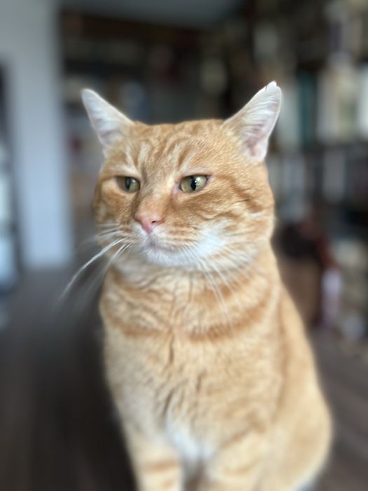 Котик кастрований