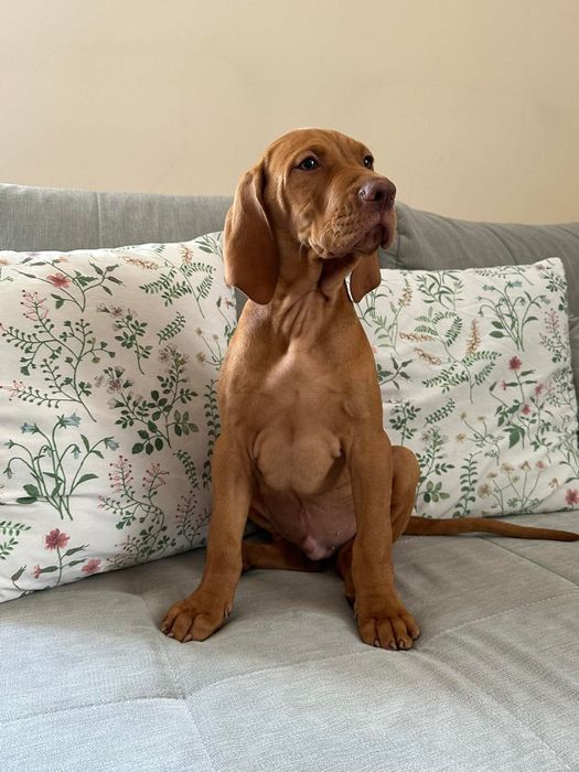 WYŻEŁ Węgierski Krótkowłosy [ZKwP /FCI] gotowy do odbioru