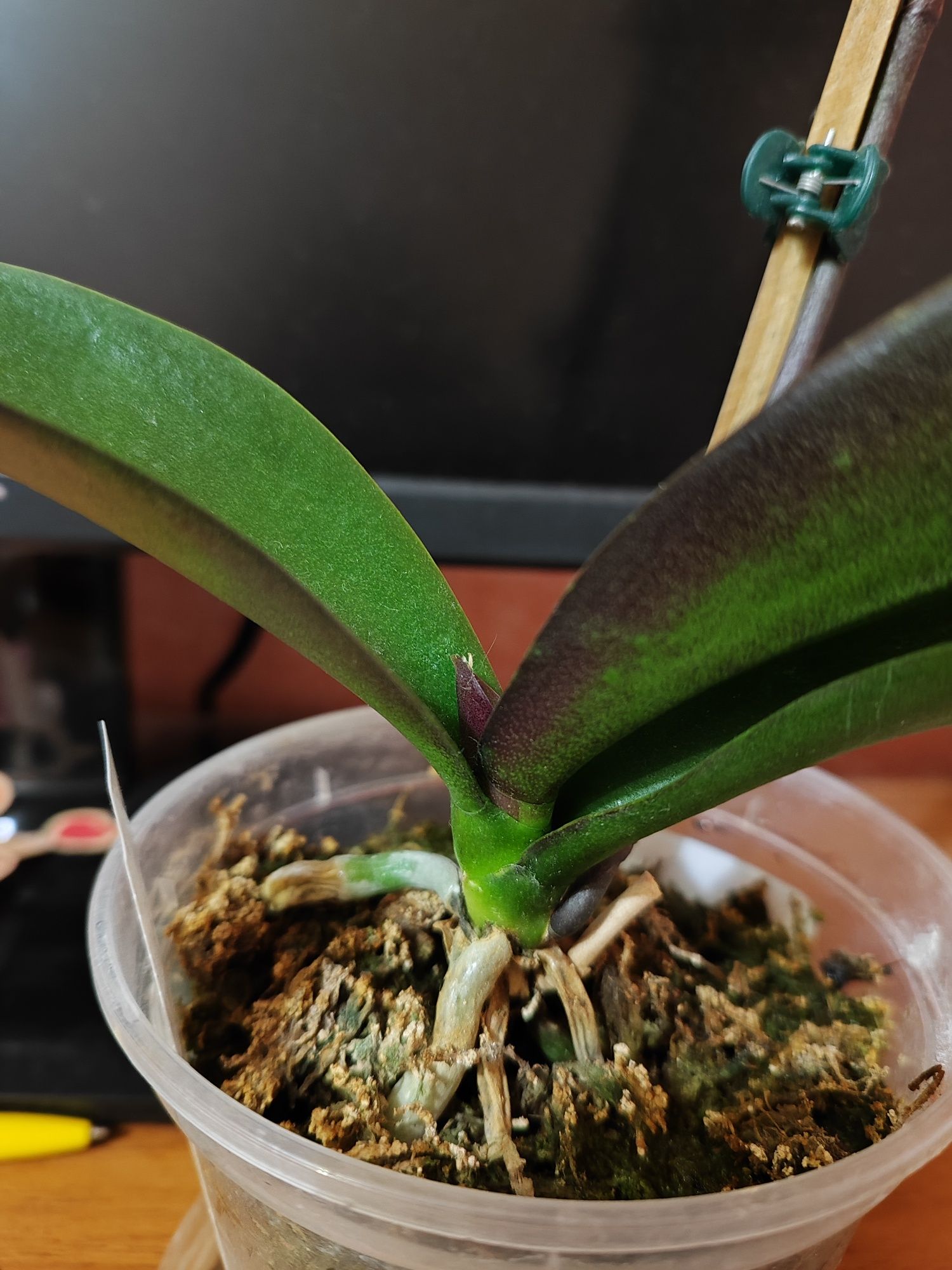 Молода орхідея мультифлора