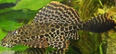 Zbrojnik lamparci- gibiceps "P"