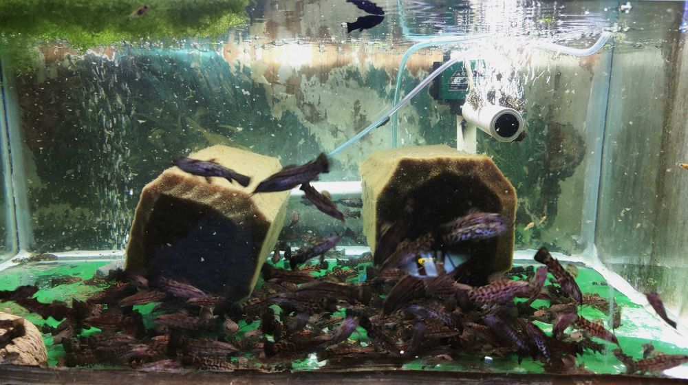 SUM KIRYŚNIK czarnoplamy i albinos PROMOCJA 5+5 GRATIS