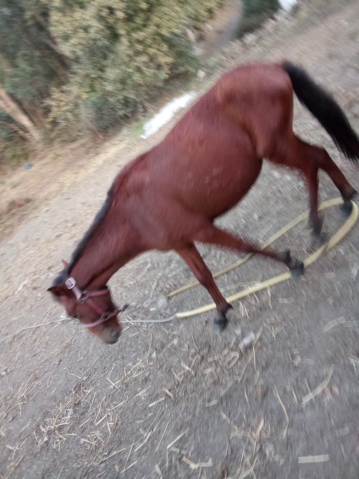 Cavalo com 10 meses