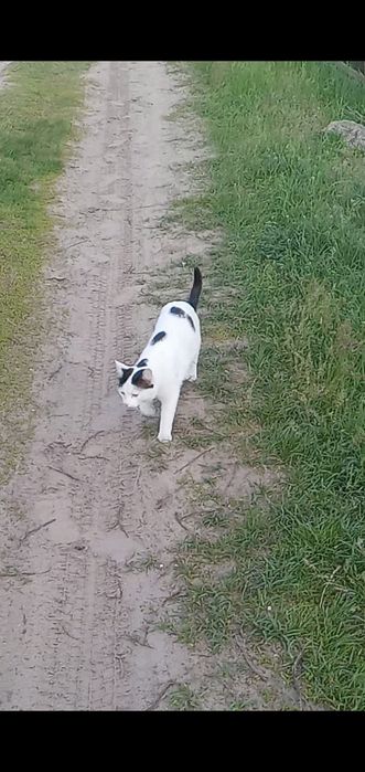 Потерялся кот.  Харьков