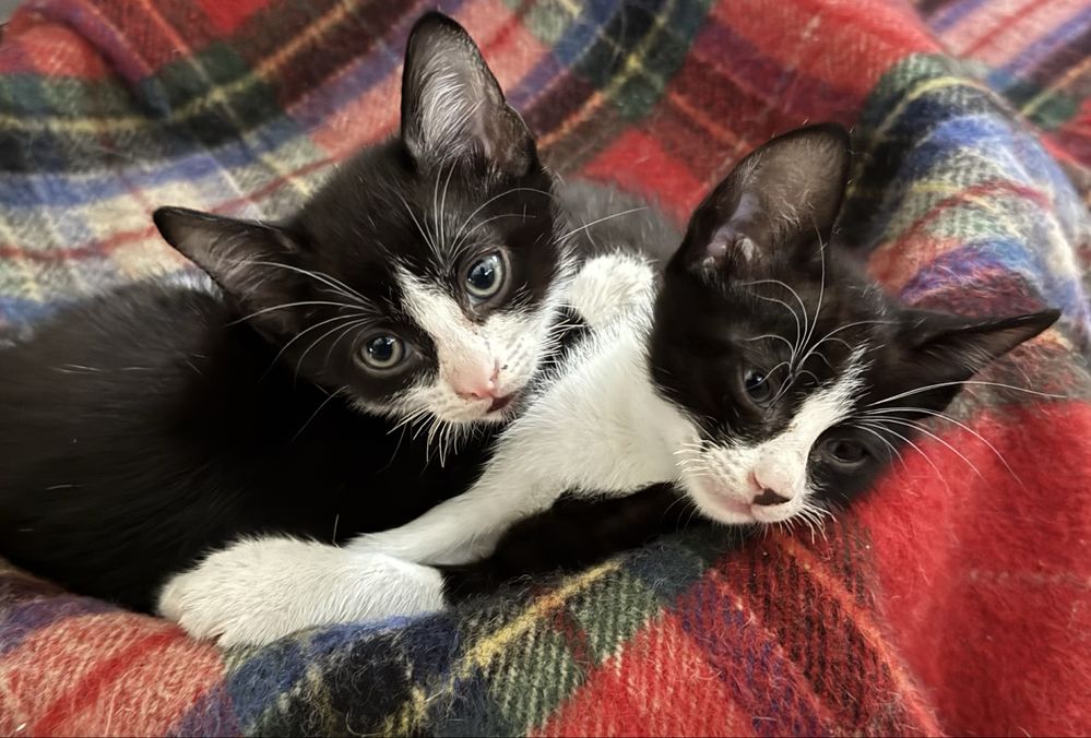 Gatinhos para adopçao 7 semanas