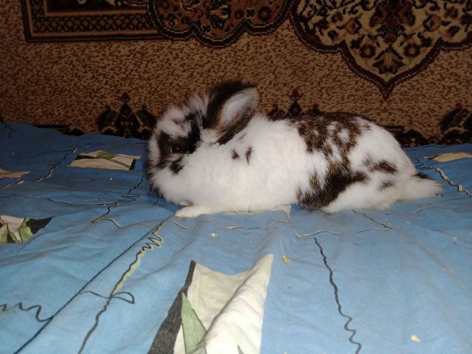 продам пухнастих  кроликів