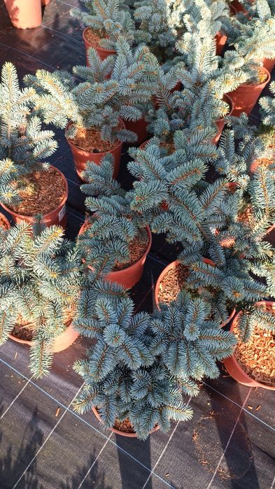 Ялина блакитна Біалобок