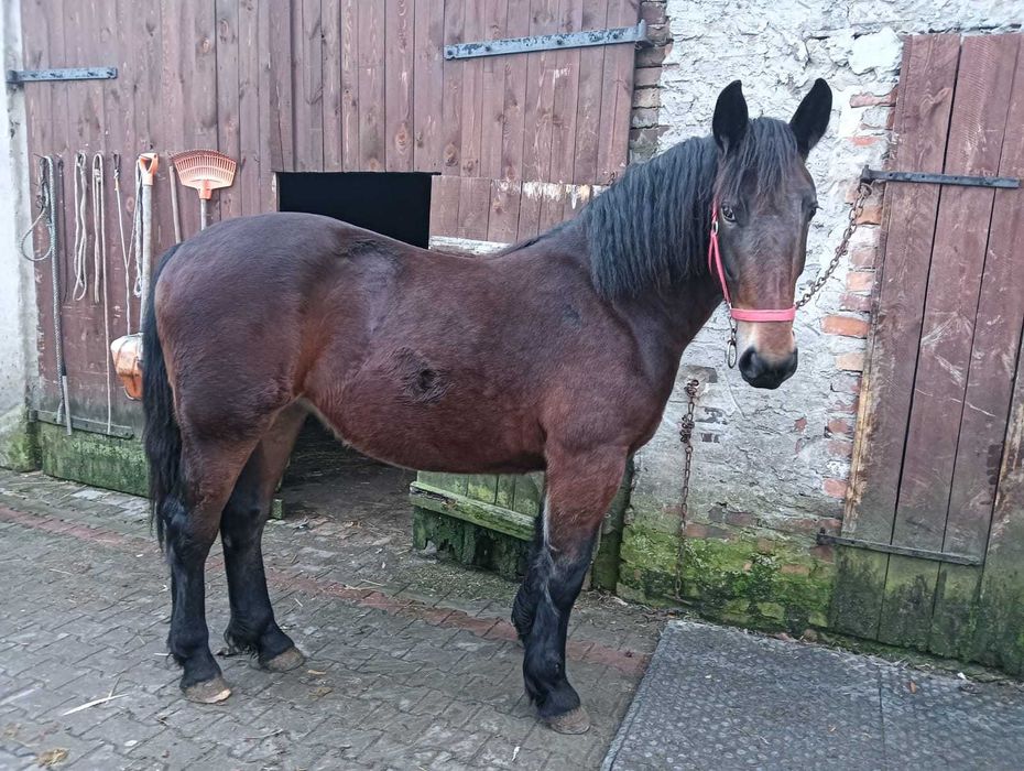 Sprzedam klaczkę 15mc