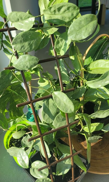 Hoja/Hoya Carnosa Grey Ghost