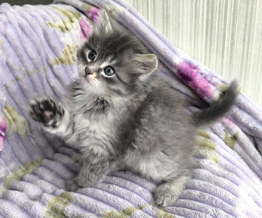 Кошеня хлопчик мейн-кун