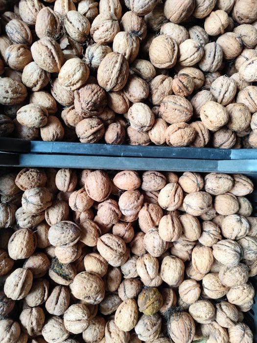 Orzechy włoskie tegoroczne 2025 1kg